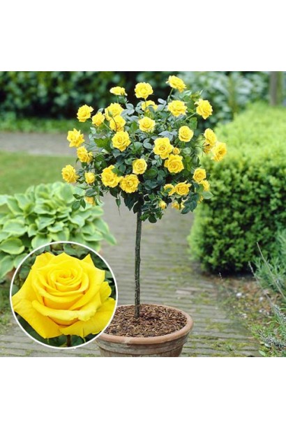 Контейнерна штамбова троянда готова до висадки.